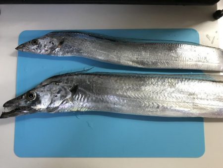 今年初タチウオ