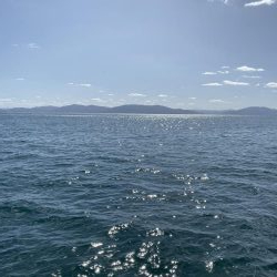 アオリイカ成長中