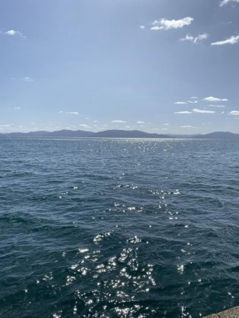 アオリイカ成長中