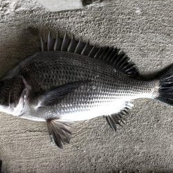 イチノ兄弟、釣果！