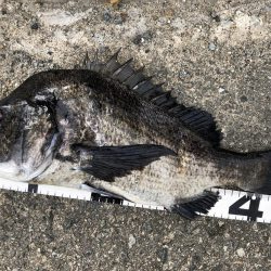 イチノ兄弟、釣果!