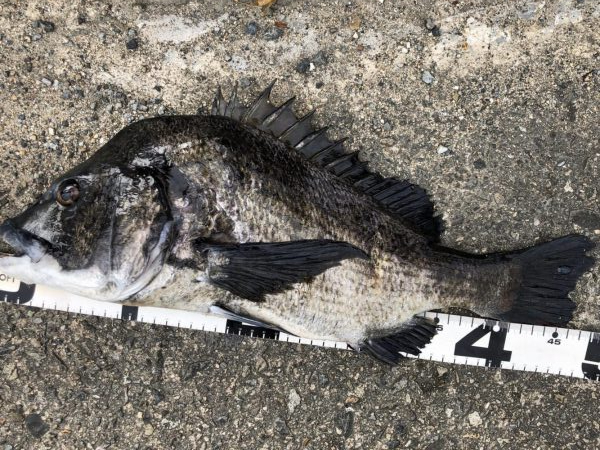 イチノ兄弟、釣果!