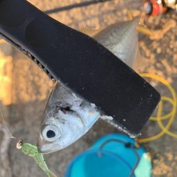 初場所アジング