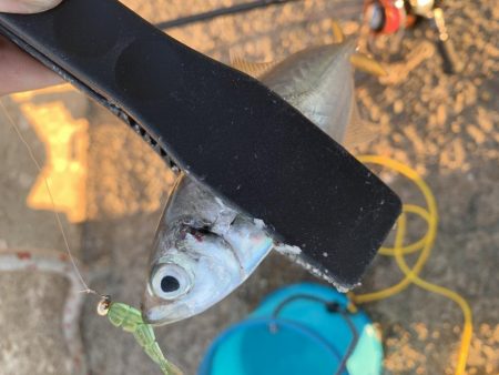 初場所アジング