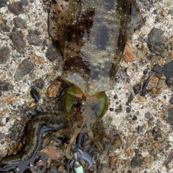 絶好調のデイエギング