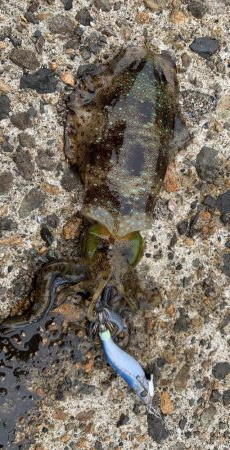 絶好調のデイエギング