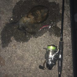 エギングたのしいねー！