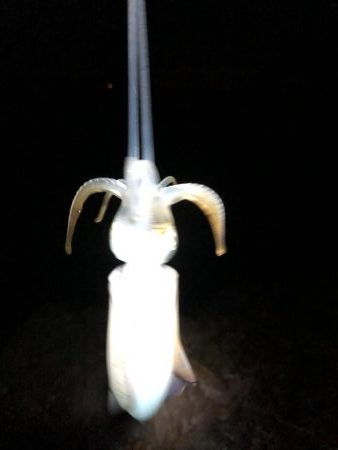 ショアジギング