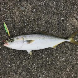 22日に引き続き好調