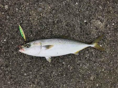 22日に引き続き好調