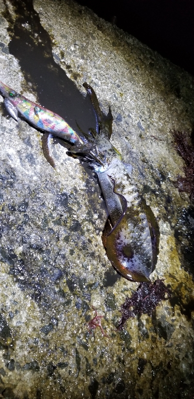 エギングで早くも…