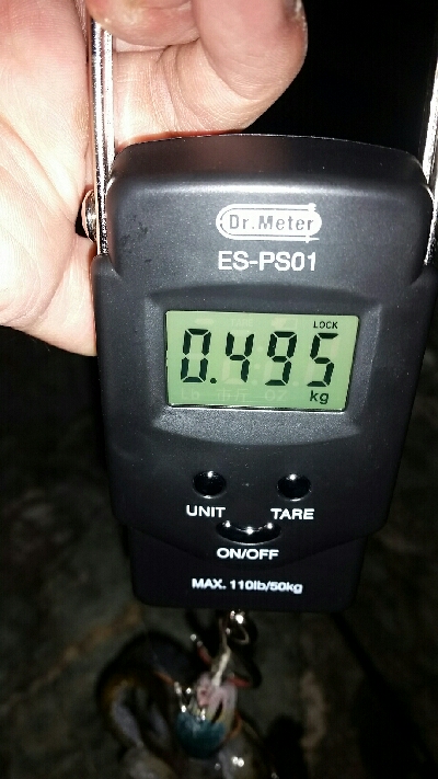 イカたまってました。