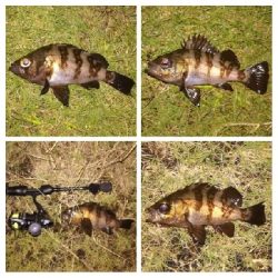 LSJigginger1700〜1745 アジンガー1755〜1900