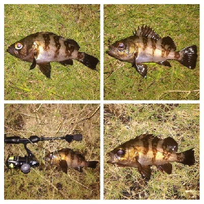 LSJigginger1700〜1745 アジンガー1755〜1900