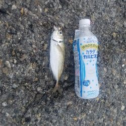 タチウオ居ない。