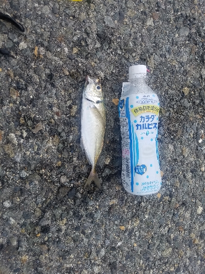 タチウオ居ない。