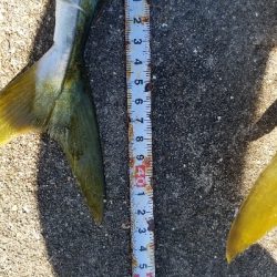 タチウオとハマチ