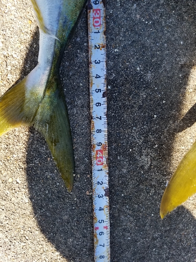 タチウオとハマチ