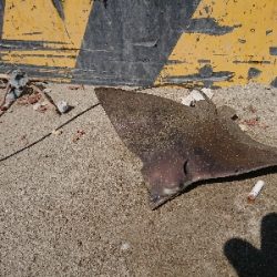 南蛮漬けが食べたい❗