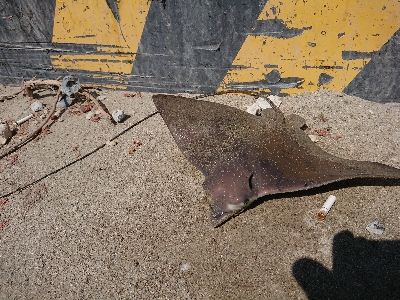 南蛮漬けが食べたい❗