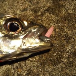 短い秋と冬支度する魚たち