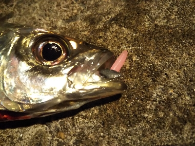 短い秋と冬支度する魚たち