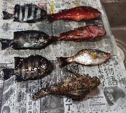 コフダイ釣り大きな当たり無し