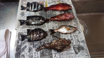 コフダイ釣り大きな当たり無し
