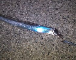 一応3種釣り達成しました