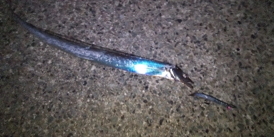 一応3種釣り達成しました