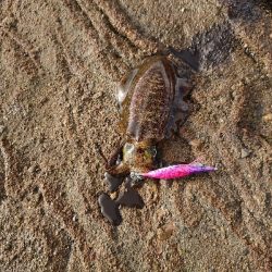 デイエギング！