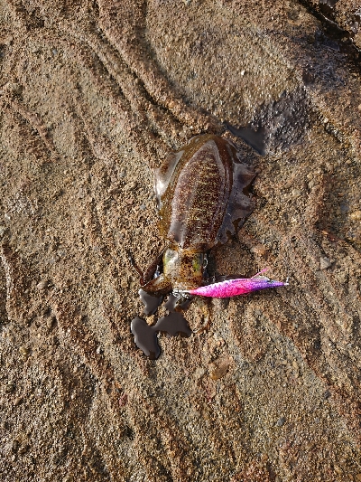 デイエギング！