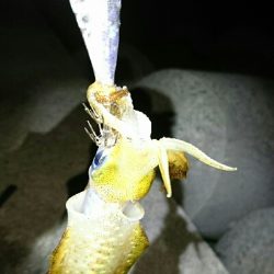 アオリイカ  タコ