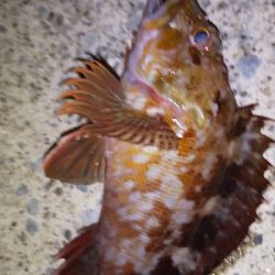 今日もいまいち