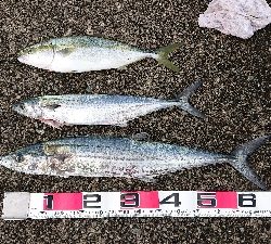 サゴシ、サワラ祭り？