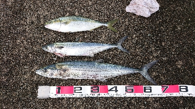 サゴシ、サワラ祭り？