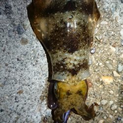 ちょこっと短時間エギング