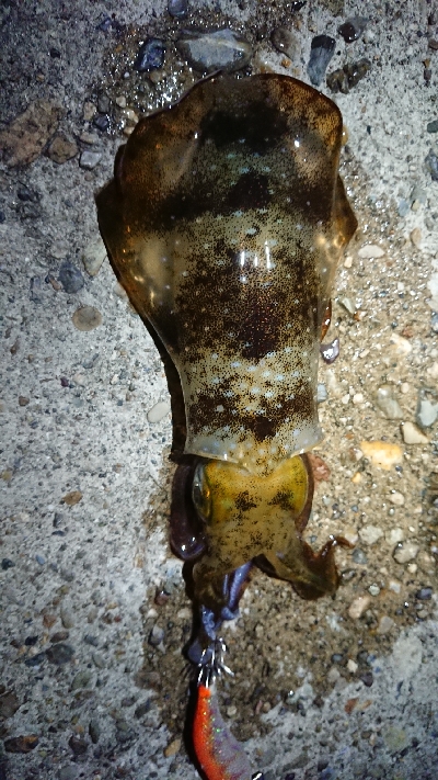 ちょこっと短時間エギング