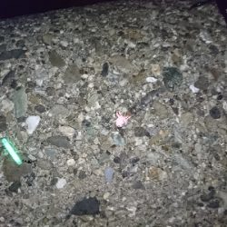 夕マヅメ タチウオ