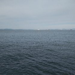 ハマチ好調！タチウオ何処行った？