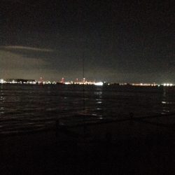 ハマチは好調だかタチウオは…