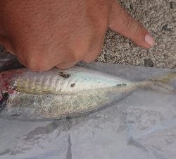 デイアジングで久しぶりのアジ