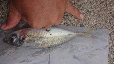 デイアジングで久しぶりのアジ