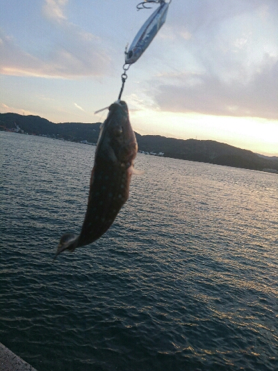 今日の釣果
