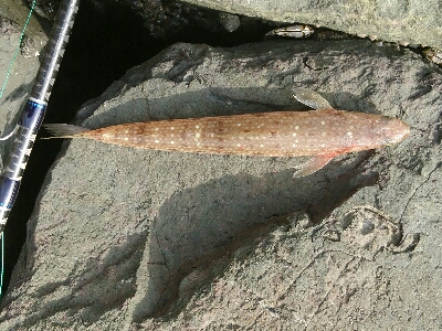 投げても投げてもエソしか釣れぬ