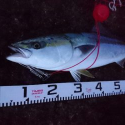 今季２発目の青物！！71㎝ゲット！！