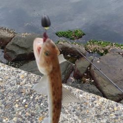 なんとかサゴシに会えた