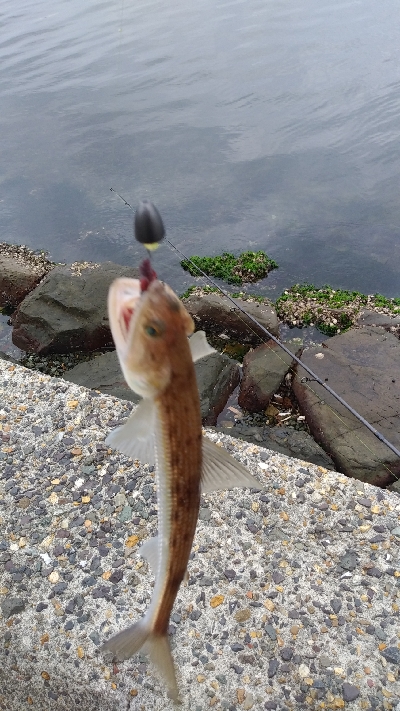 なんとかサゴシに会えた