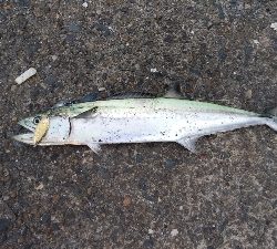 ショアジギングにて