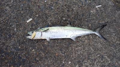 ショアジギングにて